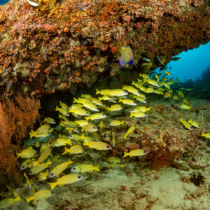 Snapper school under a coral overhang framed by brown sea fans, Kudarah Thila, Maldives