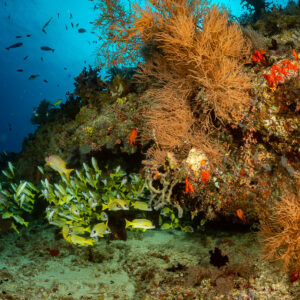 Banc de vivaneaux parmi des gorgones brunes et des éponges rouges, Kudarah Thila, Maldives