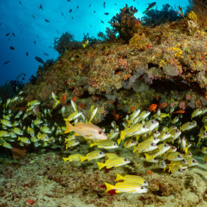 Bluestripe snappers at the reef base with a lone reddish snapper, Kudarah Thila, Maldives