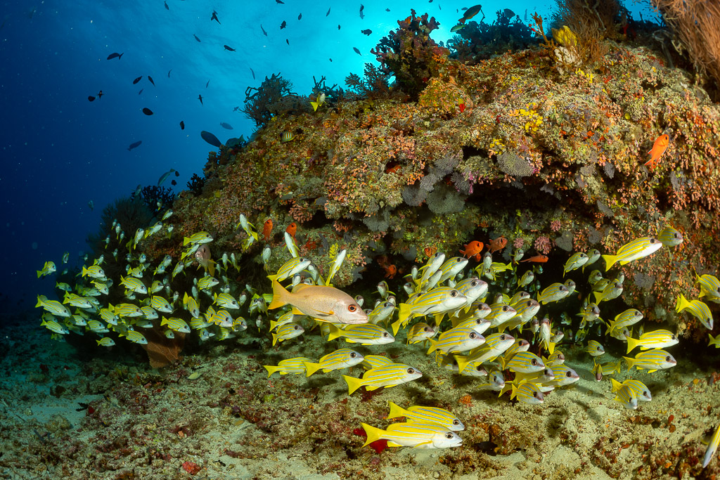 Vivaneaux à raies bleues au pied du récif avec un vivaneau rougeâtre isolé, Kudarah Thila, Maldives