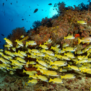Dense bluestripe snapper school along the reef under a sunburst, Kudarah Thila, Maldives