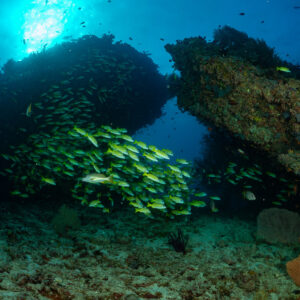 Snapper school between two coral pillars under a sunburst, Kudarah Thila, Maldives