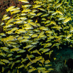 Wall of bluestripe snappers massed against a coral rock, Kudarah Thila, Maldives