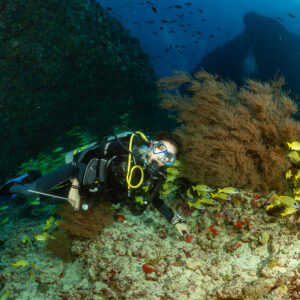 Diver admiring a snapper school beside a brown sea fan, Kudarah Thila, Maldives