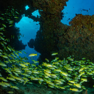 Snapper school streaming past a coral arch, Kudarah Thila, Maldives