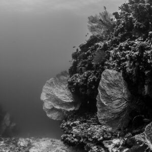 Black-and-white view of two sea fans on a reef wall, 5 Rocks Thila, Maldives