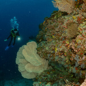 Diver with torch beyond sea fans on a reef wall, vertical, 5 Rocks Thila, Maldives
