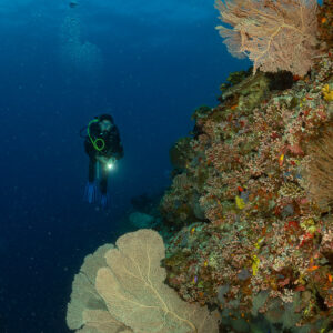 Diver in blue water behind two sea fans on the reef wall, 5 Rocks Thila, Maldives