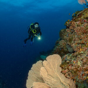 Diver with torch approaching a large sea fan on the reef wall, 5 Rocks Thila, Maldives