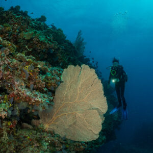 Diver beside a large sea fan with sunlit surface above, 5 Rocks Thila, Maldives
