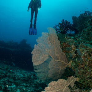 Diver silhouette rising above sea fans toward the sun, 5 Rocks Thila, Maldives