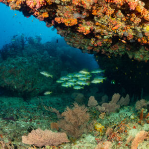 Small school of oriental sweetlips under an orange soft coral overhang, 5 Rocks Thila, Maldives