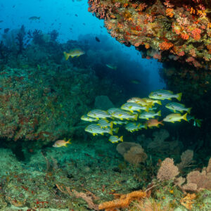 Oriental sweetlips gathered beneath a coral overhang with sea fans, 5 Rocks Thila, Maldives