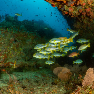 Close view of oriental sweetlips school with a humpback snapper, 5 Rocks Thila, Maldives