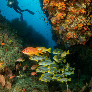 Diver above oriental sweetlips school under a soft coral overhang, 5 Rocks Thila, Maldives