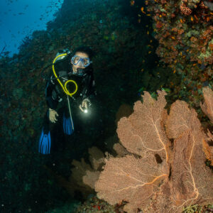 Diver with torch beside a sea fan in a dark reef recess, 5 Rocks Thila, Maldives