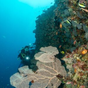 Diver behind a large sea fan under a sunburst, vertical, 5 Rocks Thila, Maldives