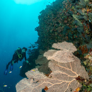 Diver peering over a large sea fan, sun above, 5 Rocks Thila, Maldives