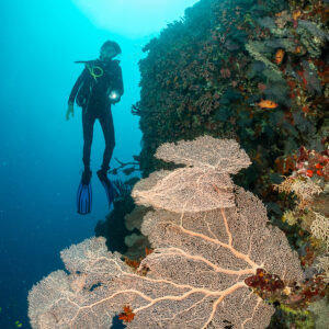 Diver hovering above a large sea fan toward the sunlight, 5 Rocks Thila, Maldives