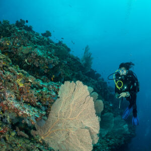 Diver alongside a sea fan on a reef pinnacle, vertical, 5 Rocks Thila, Maldives