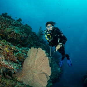 Diver close to a large sea fan in blue water, vertical, 5 Rocks Thila, Maldives