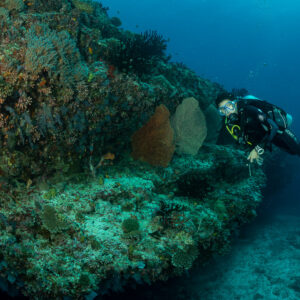 Diver swimming along a reef ledge past two sea fans, 5 Rocks Thila, Maldives