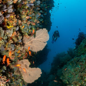 Reef wall with sea fans and anthias, diver in the distance, 5 Rocks Thila, Maldives