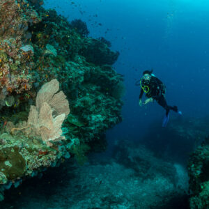 Diver swimming away from sea fans on a coral pinnacle, 5 Rocks Thila, Maldives