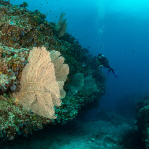 Large sea fan on a reef block, diver behind in blue water, 5 Rocks Thila, Maldives