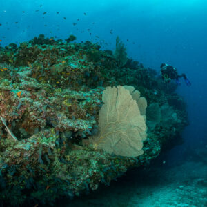 Massive reef block with a sea fan, distant diver, 5 Rocks Thila, Maldives
