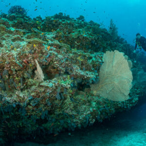 Diver at the edge of a reef block decorated with a sea fan, 5 Rocks Thila, Maldives