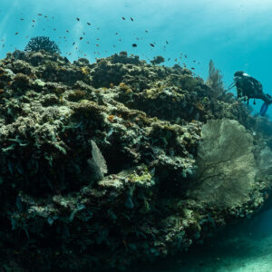 Bloc récifal avec gorgone et plongeuse en lumière naturelle, 5 Rocks Thila, Maldives