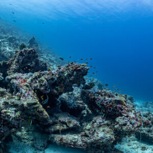 Diver descending with bubbles beside a rocky reef slope, Golden Wall, Maldives