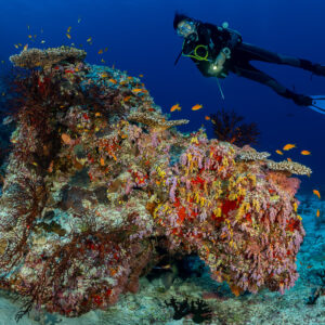 Diver hovering above a coral bommie covered in red soft coral, Golden Wall, Maldives