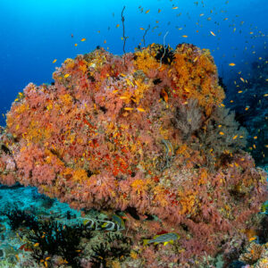 Coral bommie covered in soft corals with swirling anthias, Golden Wall, Maldives