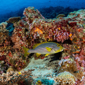 Oriental sweetlips sheltering in a colourful coral bommie, Golden Wall, Maldives