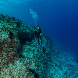 Diver descending a reef drop-off in deep blue, vertical, Golden Wall, Maldives