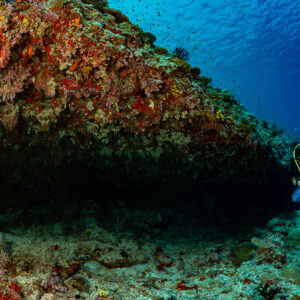 Diver at the end of a dark reef overhang, Golden Wall, Maldives