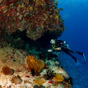 Diver with torch under a red encrusted overhang, Golden Wall, Maldives