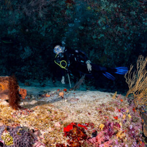 Diver among sea whips and sponges inside a dark overhang, Golden Wall, Maldives