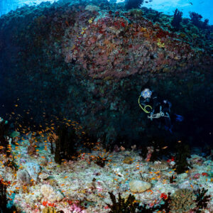 Diver under an overhang with anthias and black coral, Golden Wall, Maldives