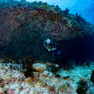 Diver dwarfed by a vast reef overhang, wide angle, Golden Wall, Maldives