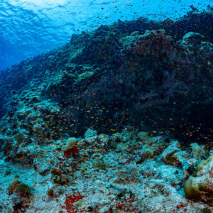 Reef overhang with anthias cloud beneath the surface, Golden Wall, Maldives