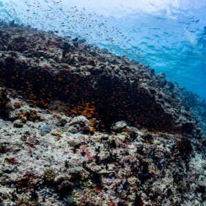 Overhang sheltering a cloud of anthias, distant diver, Golden Wall, Maldives