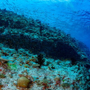 Diver following a long reef ledge in shallow blue water, Golden Wall, Maldives
