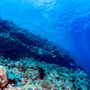 Diver along a reef ledge with sunlit surface ripples, Golden Wall, Maldives