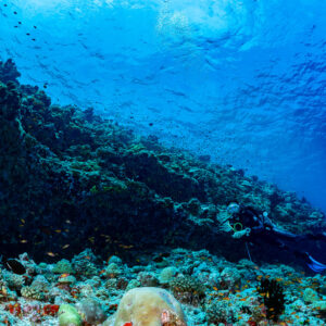 Diver gliding along a reef ledge with anthias, Golden Wall, Maldives