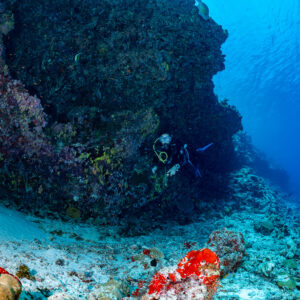 Diver under a dark reef overhang, red sponge foreground, Golden Wall, Maldives
