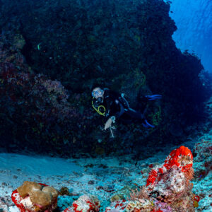 Diver hovering under an overhang above sand and red sponges, Golden Wall, Maldives