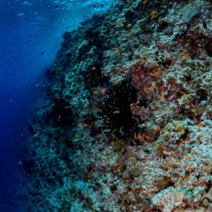 Coral reef slope with black coral under the surface, vertical, Golden Wall, Maldives